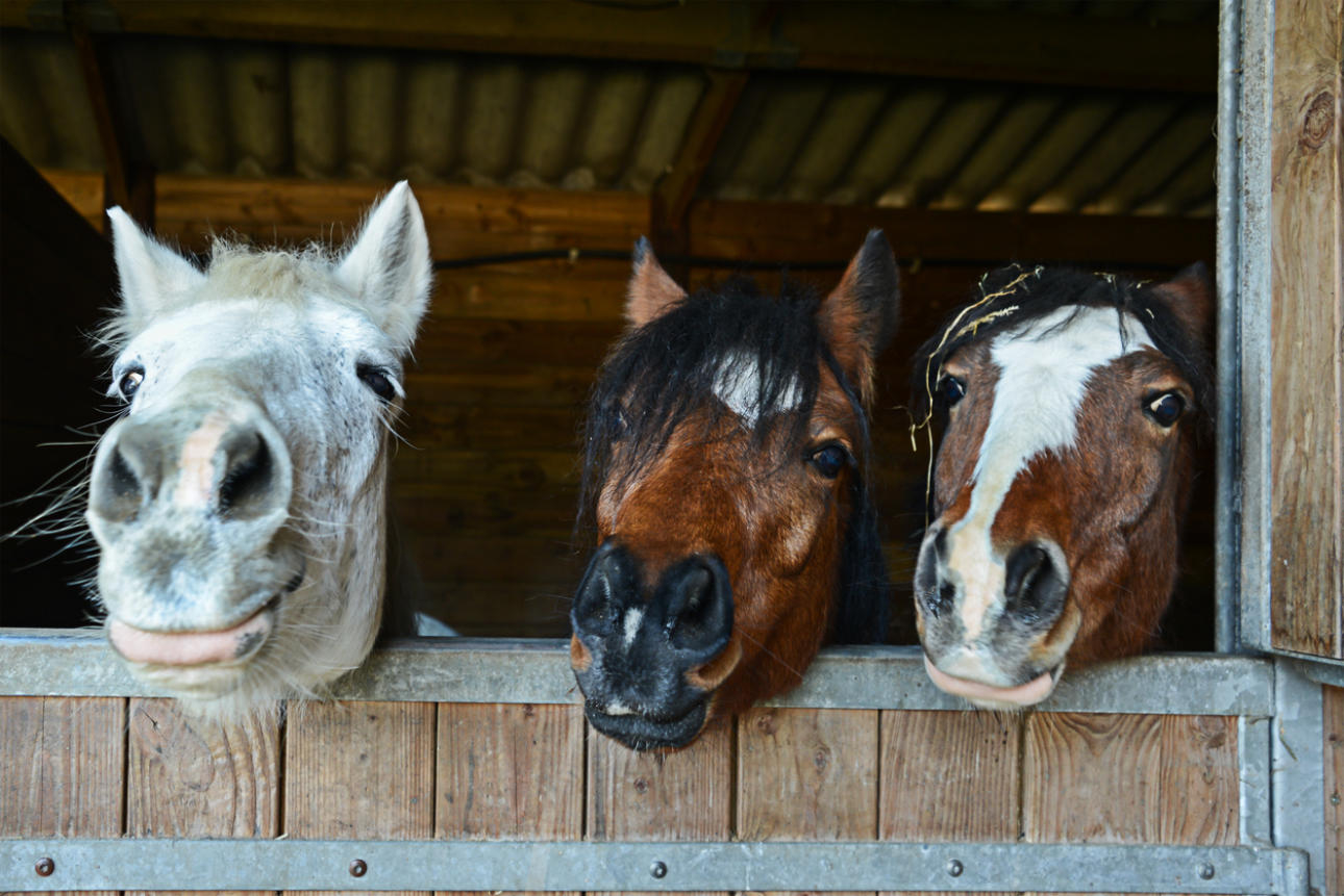 Zurich Equine Medicine Training Afternoons 2026 Banner